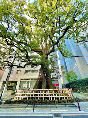 The Camphor Tree of Hongo Yumicho 사진 5