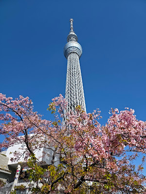 Kawazu-Zakura next to Tokyo Skytree 사진 5