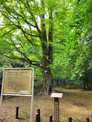 ねりまの名木 武蔵関公園のカツラ 사진 4