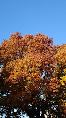 Shiinamachi Park 사진 4