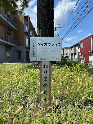 大王松 사진 4