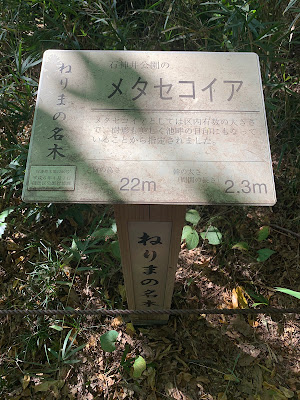 Metasequoia Tree 사진 5