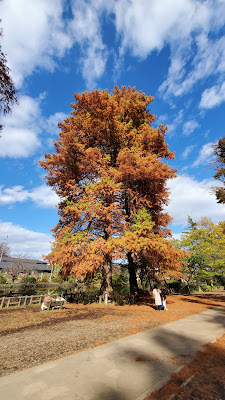 Pond Bald Cypress at Shakujii Park 사진 5