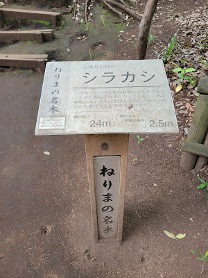 ねりまの名木 石神井公園のシラカシ 사진 5