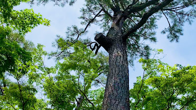 Black Pine of Dojoji 사진 5