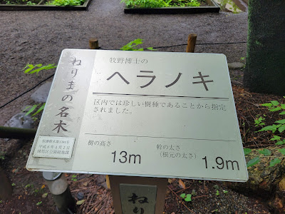 ねりまの名木 牧野博士のヘラノキ 사진 5