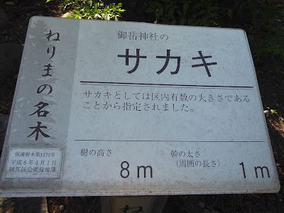 ねりまの名木 御嶽神社のサカキ 사진 5