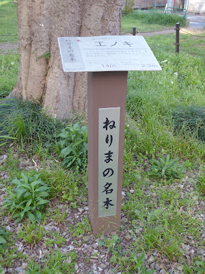 ねりまの名木 春日神社のエノキ 사진 5