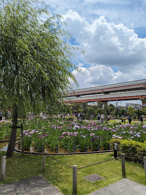 紅花車輪梅(堀切菖蒲園) 사진 5