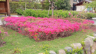 堀切菖蒲園のツツジ 사진 2