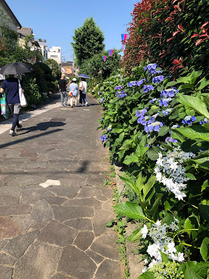 Hydrangea Road 사진 4