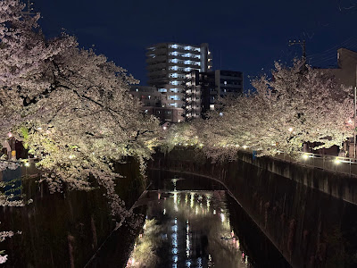 向屋敷橋の桜 사진 5