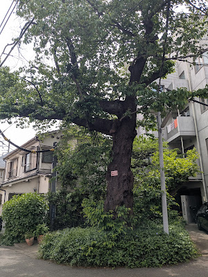 北区の桜 사진 2