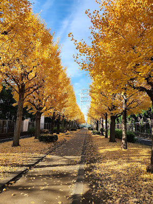 Nishikameari Seseragi Park 사진 4