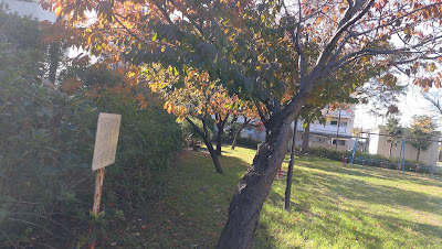 ワシントンからの里帰り桜 사진 4