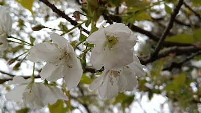 妙音沢旗桜 사진 5