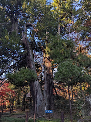 高野槙 사진 4