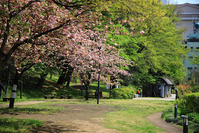 Akabanedai Sakura Namiki Park 사진 5