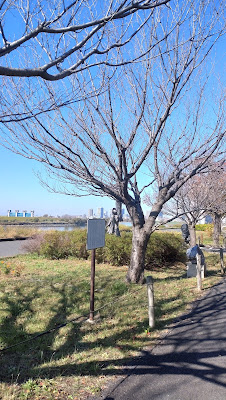 ワシントンからの里帰り桜 사진 4