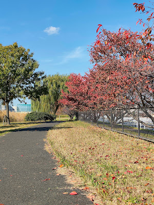 Sakura walk 사진 4