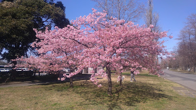 水元公園の河津桜 사진 5