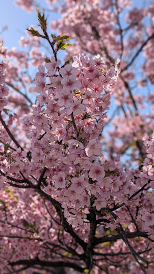 雪見橋の河津桜 사진 4