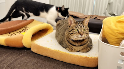 猫カフェ＆ほぐし処 癒し日和 行徳店 사진 5