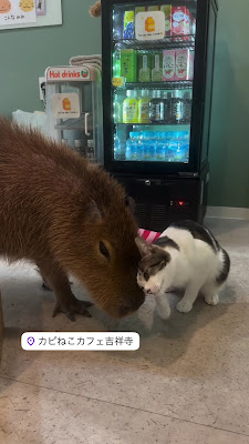 Capy Neko Cafe Kichijoji 사진 4