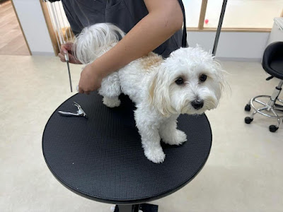 Pets Tokyo西大井店 사진 4