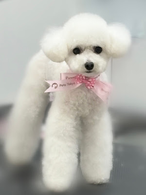 Pets Tokyo西大井店 사진 3