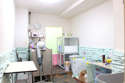 DOG SPA PRETTY STARS 사진 3