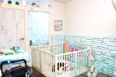 DOG SPA PRETTY STARS 사진 4