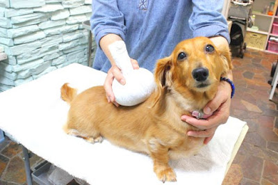 DOG SPA PRETTY STARS 사진 5