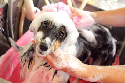 PET-SPA Takanawa 사진 4