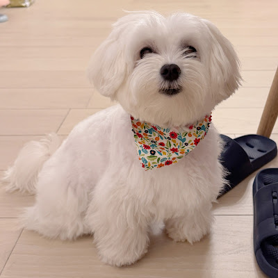 Doggy Spa Juno-Leon 사진 2