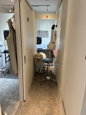 Dog Self Wash (ドッグセルフウォッシュ) 사진 2
