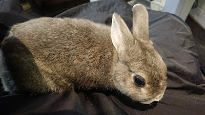 レニティフ 사진 4