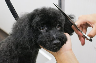 PET - SPA Chofusengawaten 사진 4