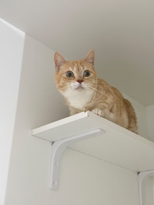 [Cat-Specialized Pet Hotel] Premier Cat Hotel & Spa Tokyo Akasaka Minato Ward 사진 2