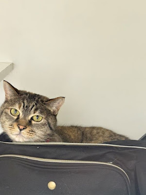[Cat-Specialized Pet Hotel] Premier Cat Hotel & Spa Tokyo Akasaka Minato Ward 사진 3