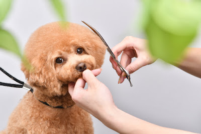 PET-SPA 江東北砂店 사진 4