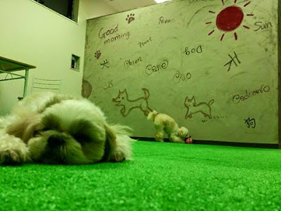 Grand~spa for dog 사진 4