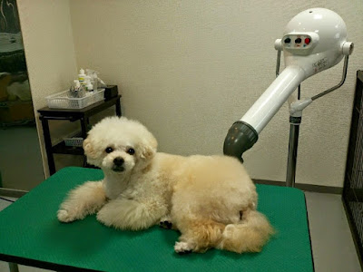 Grand~spa for dog 사진 3