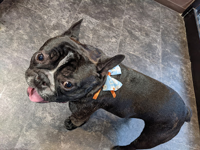 Grand~spa for dog 사진 5