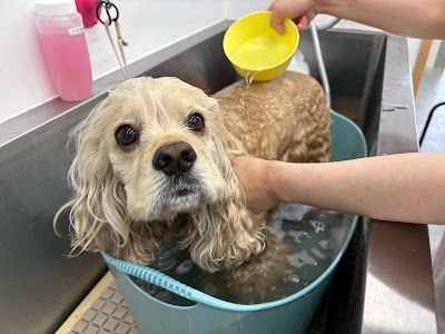 Queen’s Spa Lieto クイーンズスパリエット 사진 4