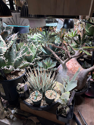 Maison Magnifique 사진 4