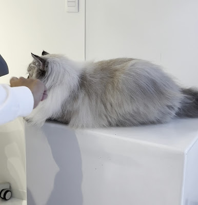 Cat Grooming Spa - 100% Neko 사진 2
