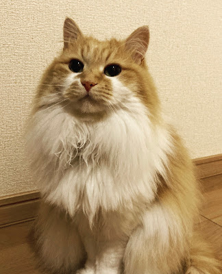 ドライヘッドスパ専門【寝子になりたい】 사진 2