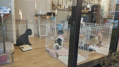 PET-SPA CARE+CURE 石神井公園 사진 3