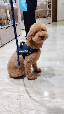 Pet Spa Care+Cure 사진 3